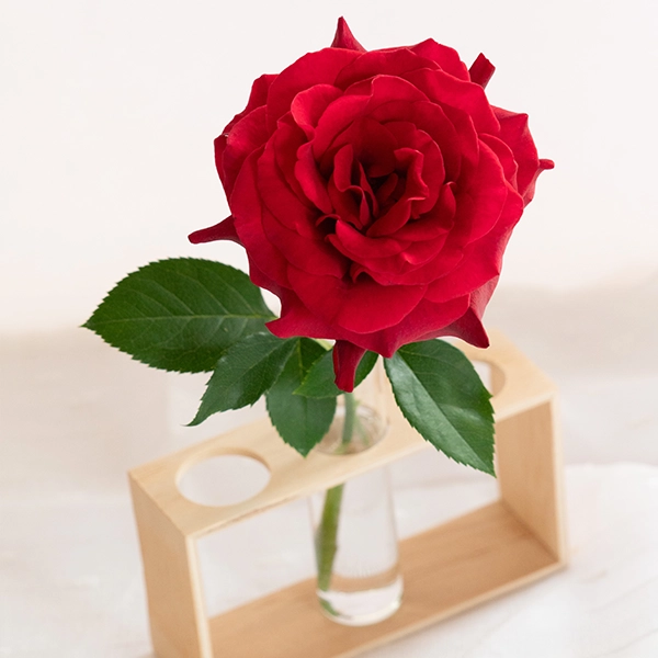 品種名ブラックホール