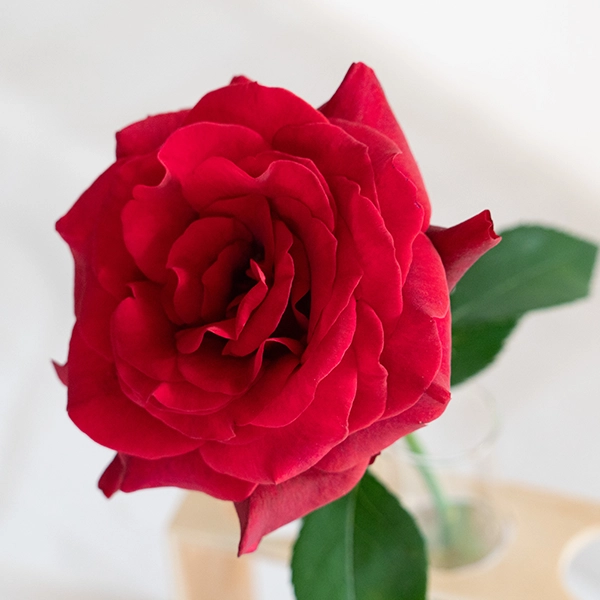 品種名ブラックホール