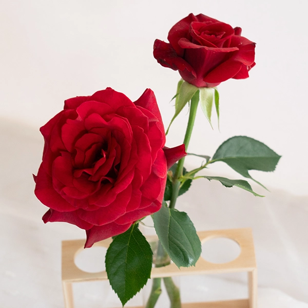 品種名ブラックホール