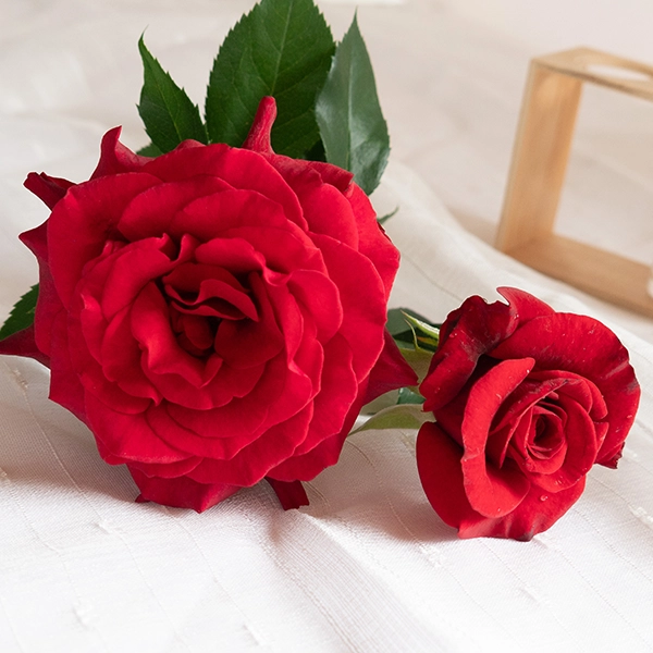 品種名ブラックホール