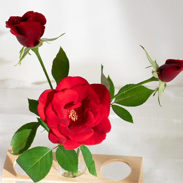 品種名ブラックホール