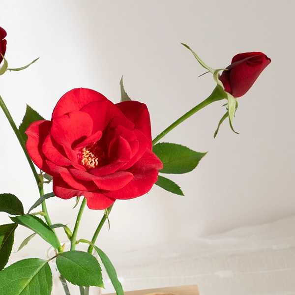 品種名ブラックホール