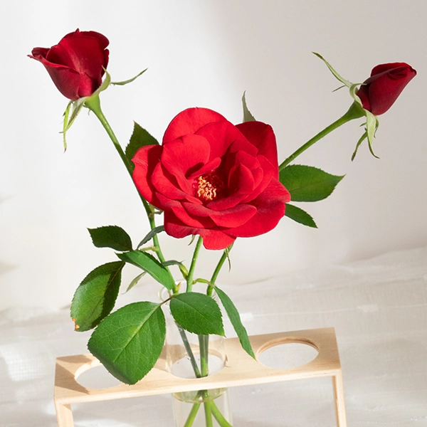 品種名ブラックホール