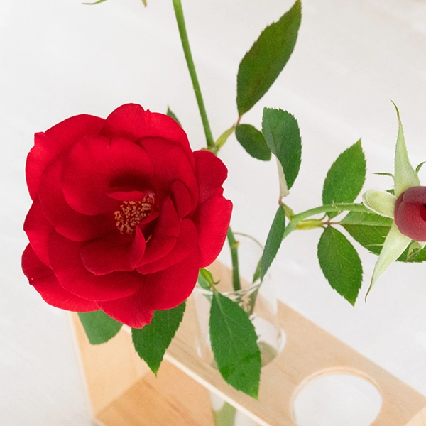 品種名ブラックホール