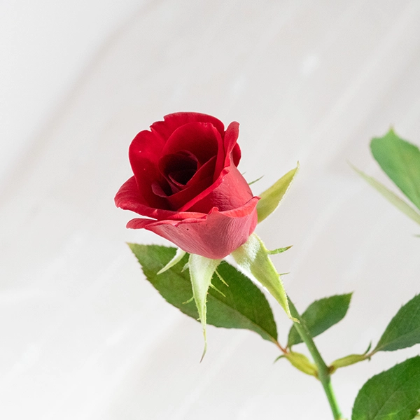 品種名ブラックホール