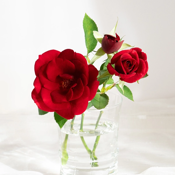 品種名ブラックホール