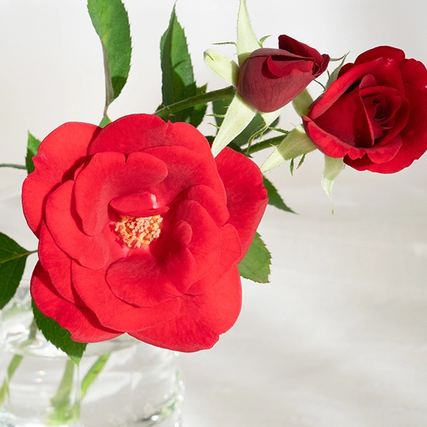 品種名ブラックホール