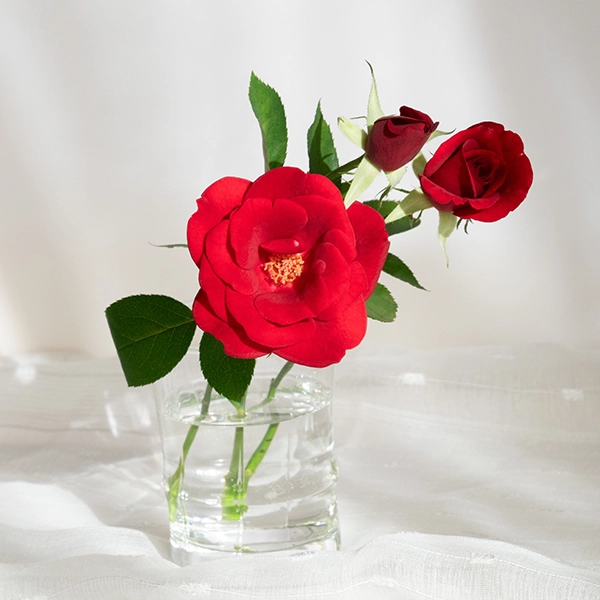 品種名ブラックホール