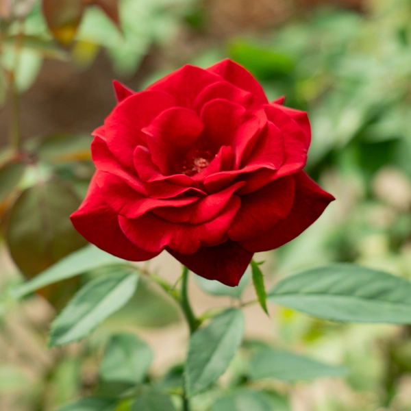 品種名ブラックホール