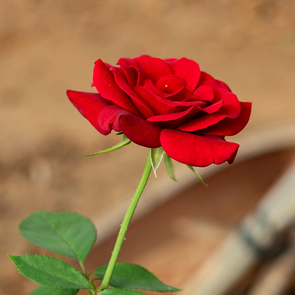 品種名ブラックホール