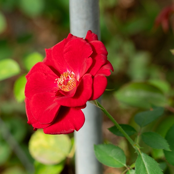 品種名ブラックホール