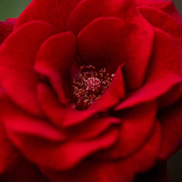 品種名ブラックホール