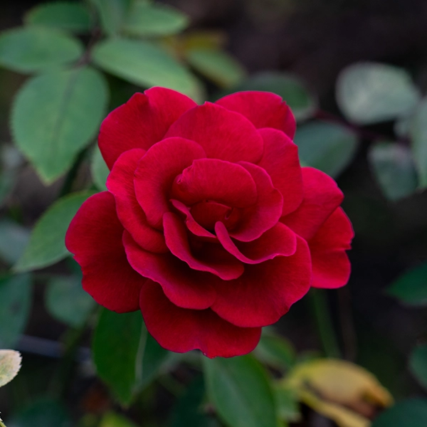 品種名ブラックホール