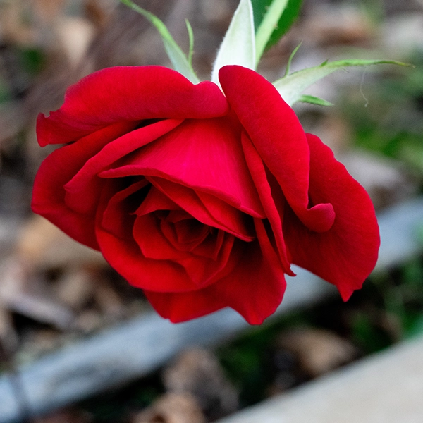 品種名ブラックホール