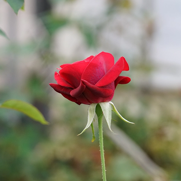 品種名ブラックホール