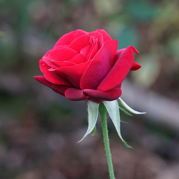 品種名ブラックホール