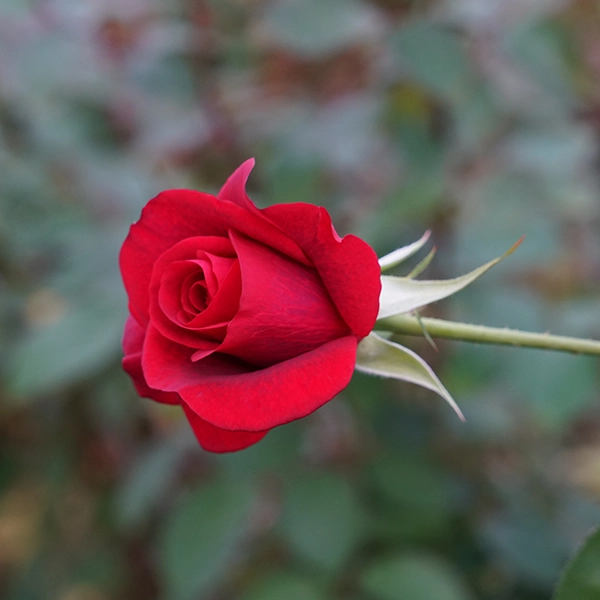 品種名ブラックホール