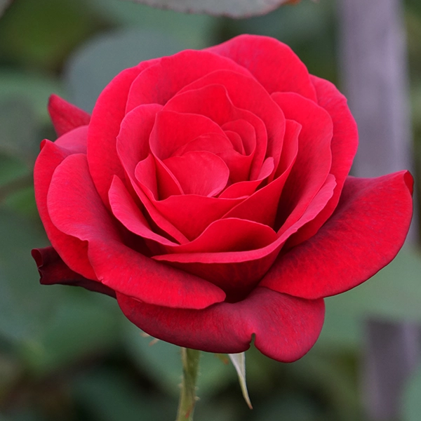 品種名ブラックホール