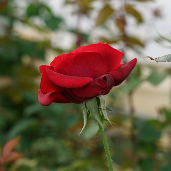 品種名ブラックホール