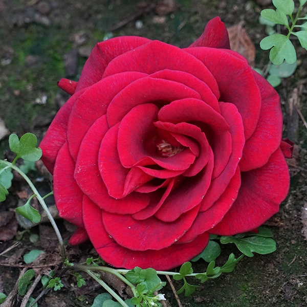 品種名ブラックホール