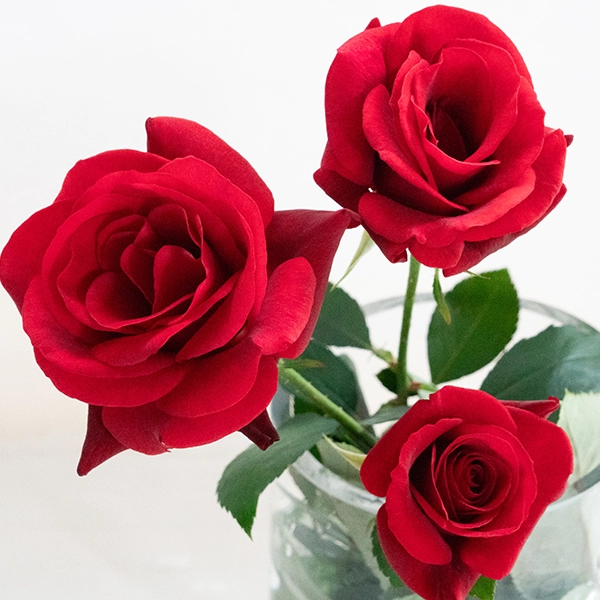 品種名ブラックホール