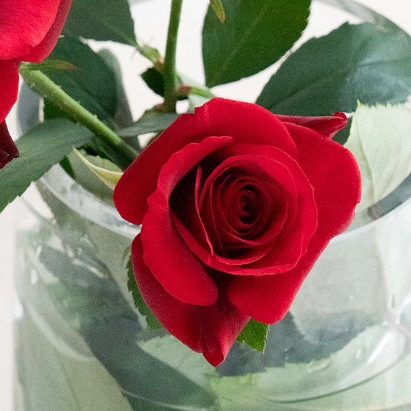 品種名ブラックホール