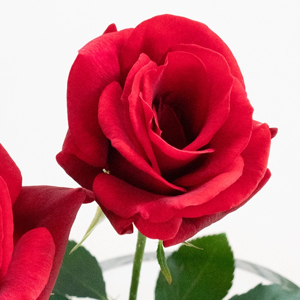 品種名ブラックホール