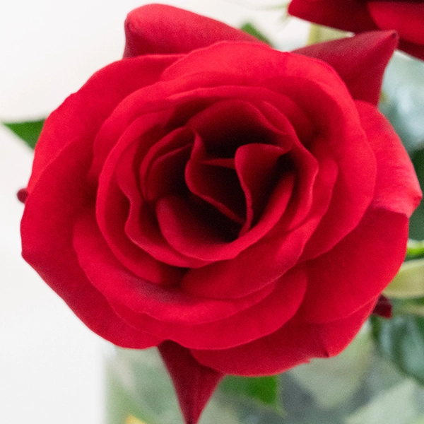 品種名ブラックホール