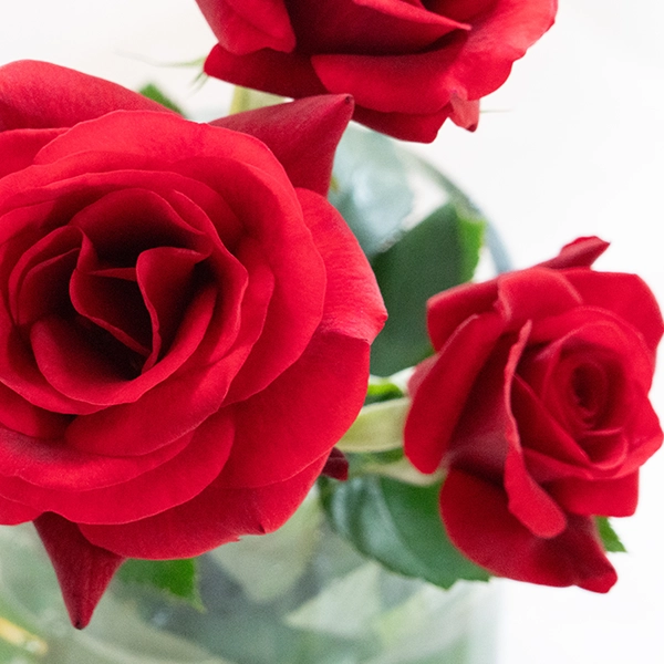 品種名ブラックホール