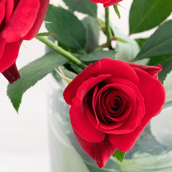 品種名ブラックホール