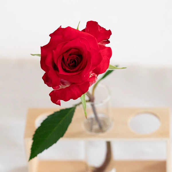 品種名チェリーフィールズ