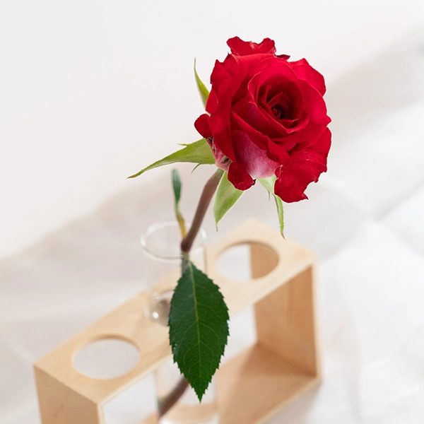 品種名チェリーフィールズ