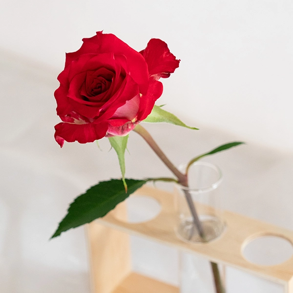 品種名チェリーフィールズ