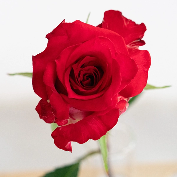 品種名チェリーフィールズ