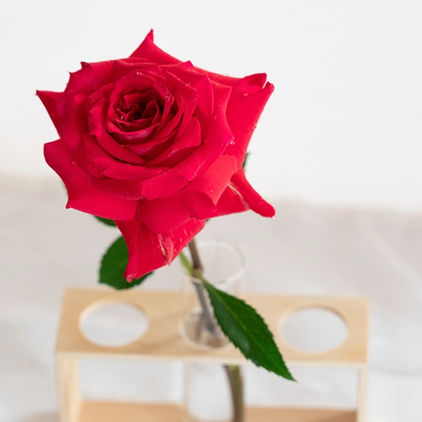 品種名チェリーフィールズ