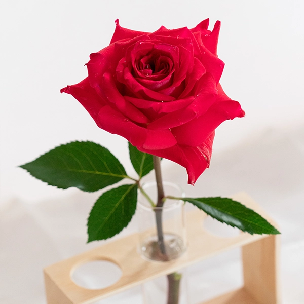 品種名チェリーフィールズ