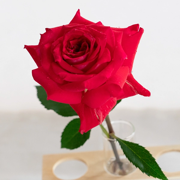 品種名チェリーフィールズ