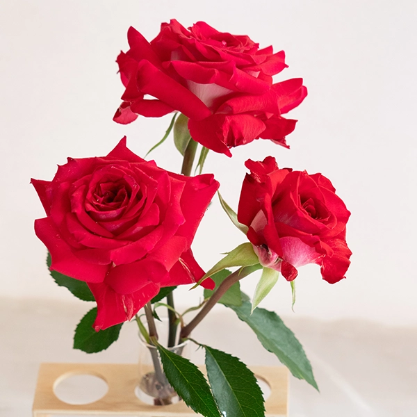 品種名チェリーフィールズ