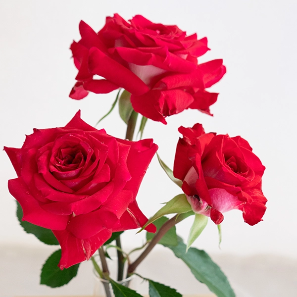 品種名チェリーフィールズ