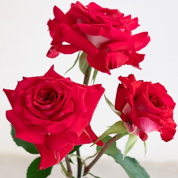 品種名チェリーフィールズ