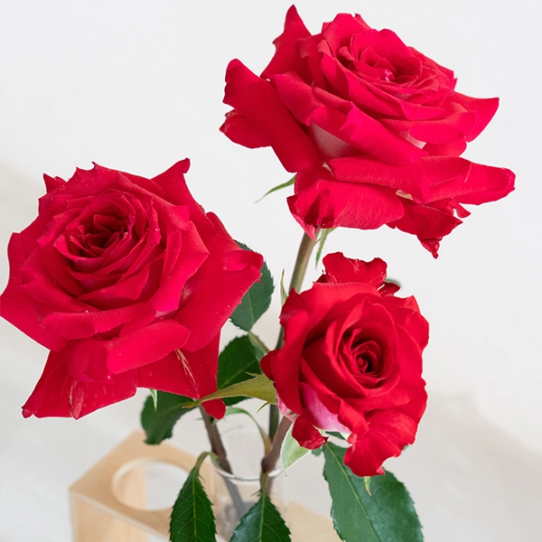 品種名チェリーフィールズ