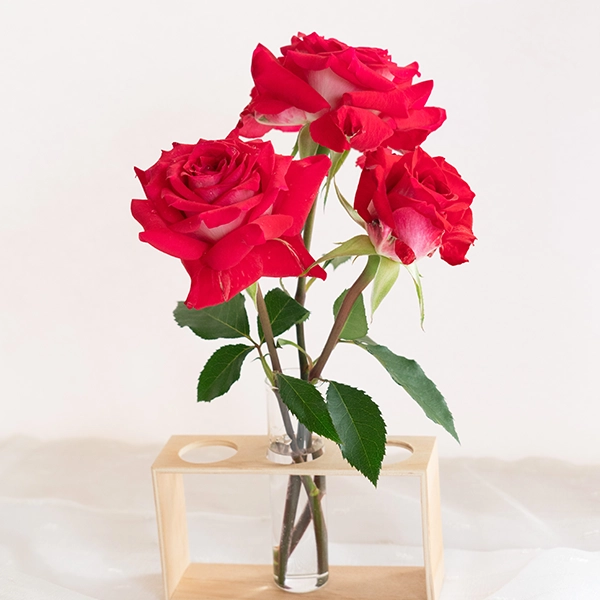 品種名チェリーフィールズ