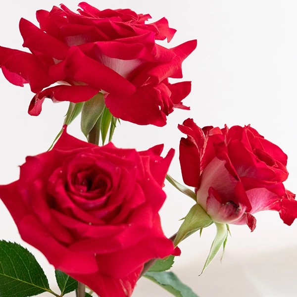 品種名チェリーフィールズ