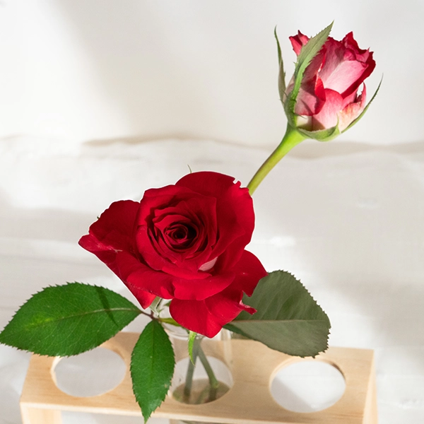 品種名チェリーフィールズ