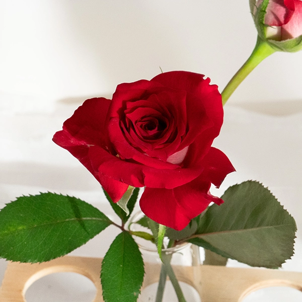 品種名チェリーフィールズ