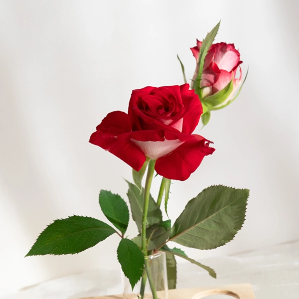 品種名チェリーフィールズ