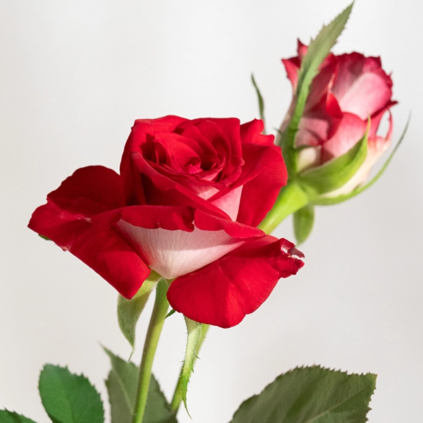 品種名チェリーフィールズ