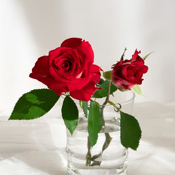 品種名チェリーフィールズ