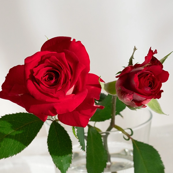 品種名チェリーフィールズ