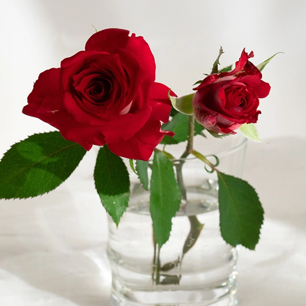 品種名チェリーフィールズ